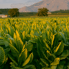 sustainable tobacco production