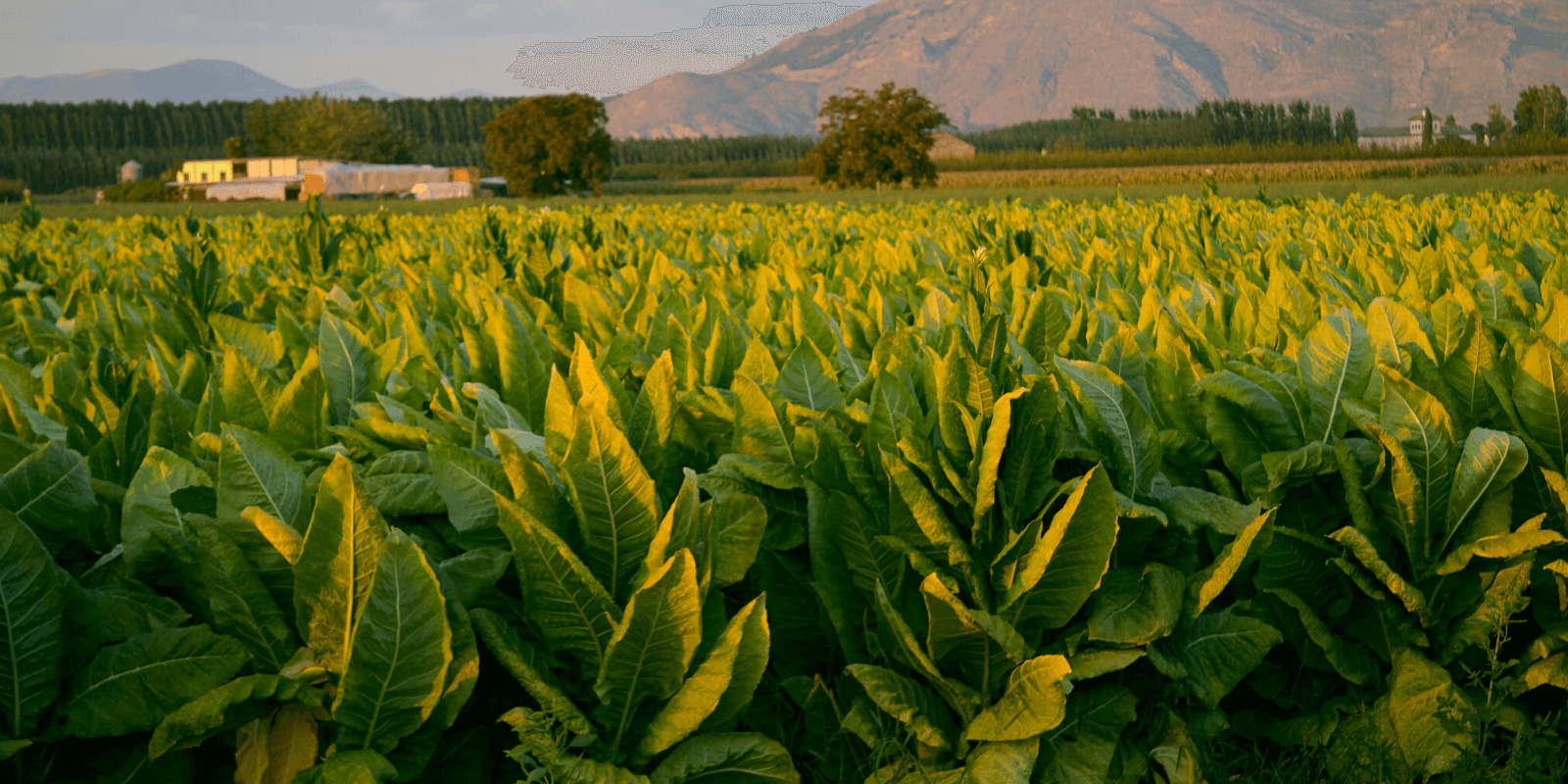 sustainable tobacco production