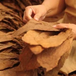 tobacco leaf processing