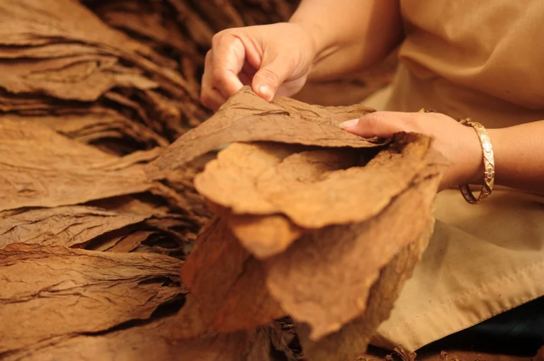tobacco leaf processing