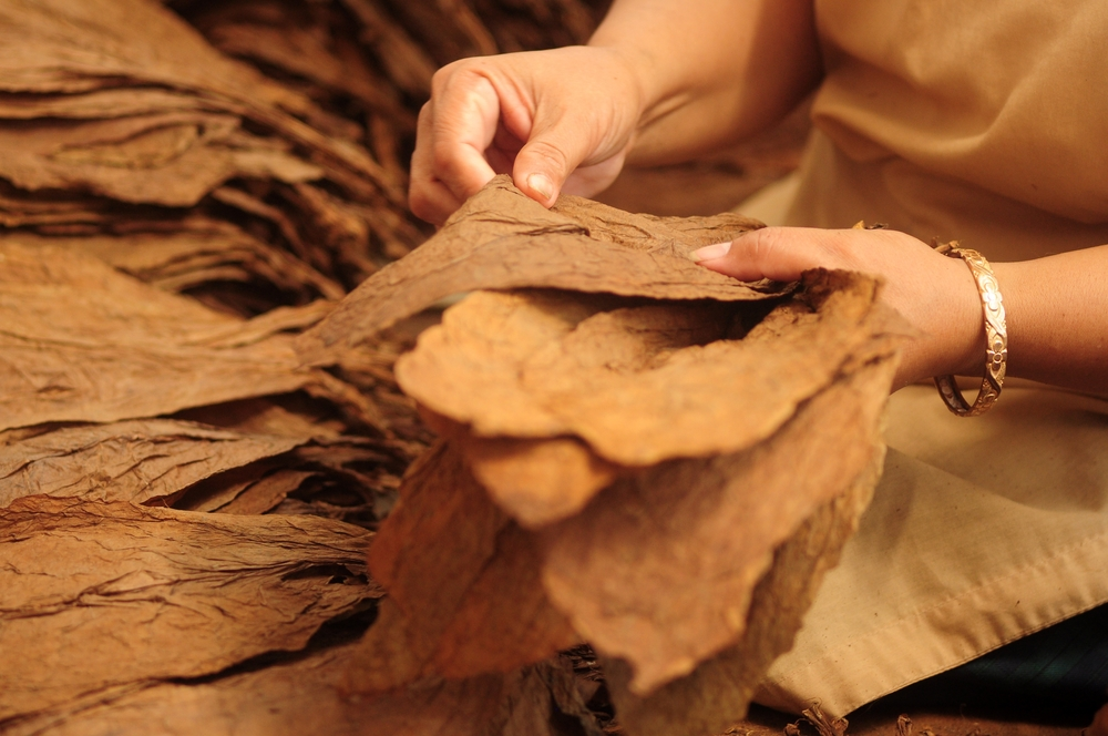tobacco leaf processing